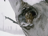 Nyctale sortant le nez de son nid, dans un arbre Photographie par Michael S. Quinton