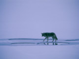 Coyote Walking on Frozen Yellowstone Lake Photographie par Bobby Model