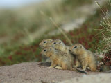 A Group of Juvenile Arctic Ground Squirrels Photographic Print by Norbert Rosing