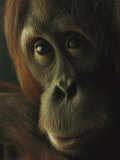 Female Orangutan 写真プリント - マイケル・ニコルズ Female Orangutan 写真プリント - マイケル・ニコルズ