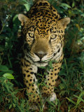 A Jaguar Gives a Curious Look at the Photographer Photographic Print by Steve Winter