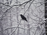 A Black Crow Contrasts with Falling White Snow Blanketing the Surrounding Woods Photographie par Stephen St. John
