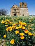 California Poppies Grow near Tumacacori Mission Photographie par Rich Reid