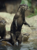 A Group of Asian Small-Clawed Otters Wade in a Pool of Water Photographic Print by Jason Edwards