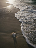 Conque sur plage Photographie par James L. Stanfield