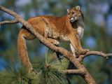 A Captive Cougar Photographic Print by Paul Nicklen