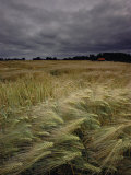 Grain Field in Northern Germany under Stormy Skies Photographic Print by Steve Raymer