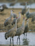 Sandhill Cranes Roost in the Platte River Photographic Print