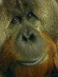 Male Orangutan Fotografisk tryk af Michael Nichols Male Orangutan Fotografisk tryk af Michael Nichols