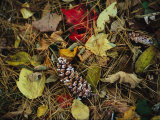 Pine Needles and Cones, and Autumn Leaves Along the Appalachian Trail Photographic Print by Raymond Gehman