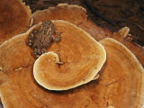 A Toad Sits on a Wooly Velvet Polypore Fungus Photographic Print by Darlyne A. Murawski
