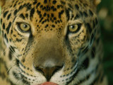 A Jaguar Looks into the Camera Lens from a Very Close Distance Photographic Print by Steve Winter