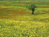 A Lone Apple Tree Stands in a Field Full of Dandelions and Orange Hawkweed Fotoprint van Phil Schermeister