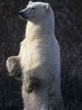 Polar Bear Standing in Willows Checks its Surroundings 写真プリント - ポール・ポール・ニックレン Polar Bear Standing in Willows Checks its Surroundings 写真プリント - ポール・ポール・ニックレン