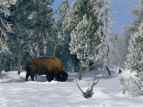 An American Bison Forages for Food Beneath a Thick Blanket of Snow Photographie par Norbert Rosing