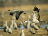Sandhill Cranes at the Platte River Roost Photographic Print