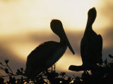 Pelicans Silhouetted at Sunset Photographic Print by Bill Curtsinger