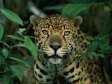A Jaguar Looks into the Camera Photographie par Steve Winter