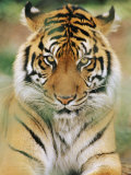 A Portrait of a Sumatran Tiger Fotoprint van Norbert Rosing