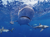 A Gray Reef Shark Swims Toward the Camera Photographic Print by Bill Curtsinger