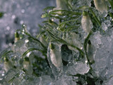 Schneeglockchen (Snowdrop) Flowers, Encased in Ice, Bavaria, Germany Photographic Print by Peter Carsten