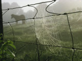 Spider Web on a Wire Fence Photographic Print by James L. Stanfield
