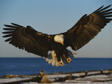American Bald Eagle Comes in for a Landing Photographic Print by Paul Nicklen