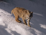 Bobcat Prowls over the Snow Photographic Print by Dr. Maurice G. Hornocker