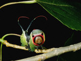 A Puss Moth Caterpillar on a Branch, Showing its False Face Photographic Print by Darlyne A. Murawski