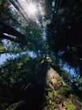 Tall Trees are Photographed at an Angle from Below Photographic Print by Paul Nicklen