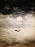 Une frégate se profile sur un ciel diurne aux lueurs étranges Photographie par Paul Chesley