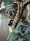 Close View of a Koala Bear Photographie par Kenneth Garrett