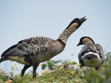 A Pair of Hawaiian or Nene Geese Photographic Print by Chris Johns
