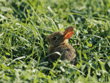 A Baby Cottontail Rabbit Sits Among the Clover Photographic Print by George F. Mobley