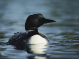 Portrait of a Common Loon in the Water Photographic Print by Michael S. Quinton