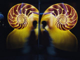 A Person Walks by a Reflective Print of a Nautilus Shell Hanging in a Marine Museum Photographic Print by Jodi Cobb