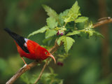 View of an iiwi bird on akala or Hawaiian raspberry Lámina fotográfica por Chris Johns