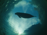 A Florida Manatee is Silhouetted against the Sky Photographic Print by Brian J. Skerry