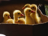 Baby Ducklings Photographic Print by James L. Stanfield