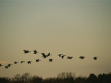 Silhouetted Canada Geese Flying in Formation at Twilight Photographic Print by Raymond Gehman