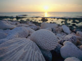 Close up of Shells and Pebbles on a Beach Photographie par Bill Curtsinger