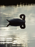 A Mute Swan Preens on Mirrored Waters Photographic Print by Mattias Klum