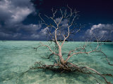 A Tree Floats in the Crystal-Clear Waters of Palmyra Atoll Photographie par Randy Olson