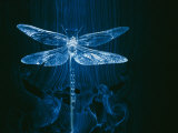 A Model of a Dragonfly in a Wind Tunnel Shows the Pattern of Air Passing over the Insect Photographie par Paul Chesley