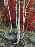 Fall Color in the Wasatch Mountains of Utah Photographie par Phil Schermeister