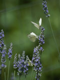Butterflies on a Lavender Flower Photographic Print by Taylor S. Kennedy
