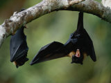 Bat In Rainforest