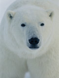 Head Shot of a Polar Bear Photographic Print by Norbert Rosing