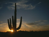 A Saguaro Cactus Silhouetted by the Sunset Photographic Print by Taylor S. Kennedy