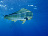 A Dolphin Fish Swims Near the Surface of the Ocean Photographie par Brian J. Skerry